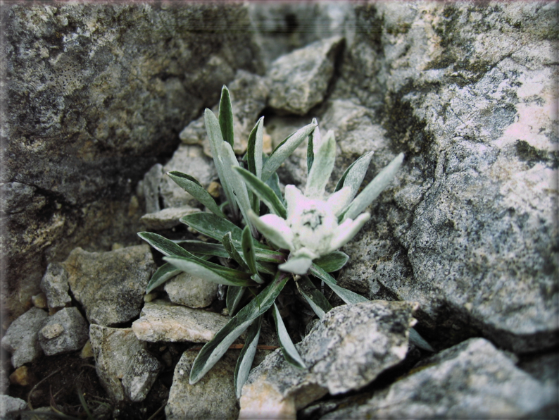 foto Strada delle 52 Gallerie sul Pasubio